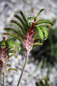 Kangaroo Paw